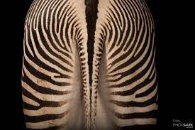 Grevy's zebra door Joel Sartore
