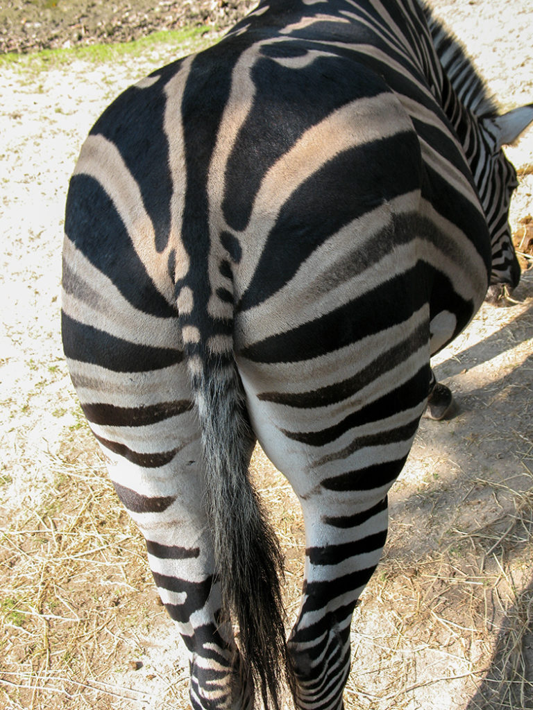 Kont van een zebra
