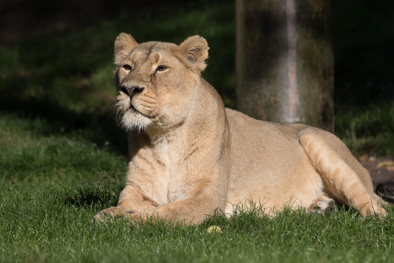 De Aziatische leeuw in Blijdorp fotograferen, tips en info - interCookie