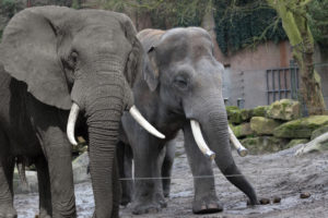 indische olifant vs afrikaanse