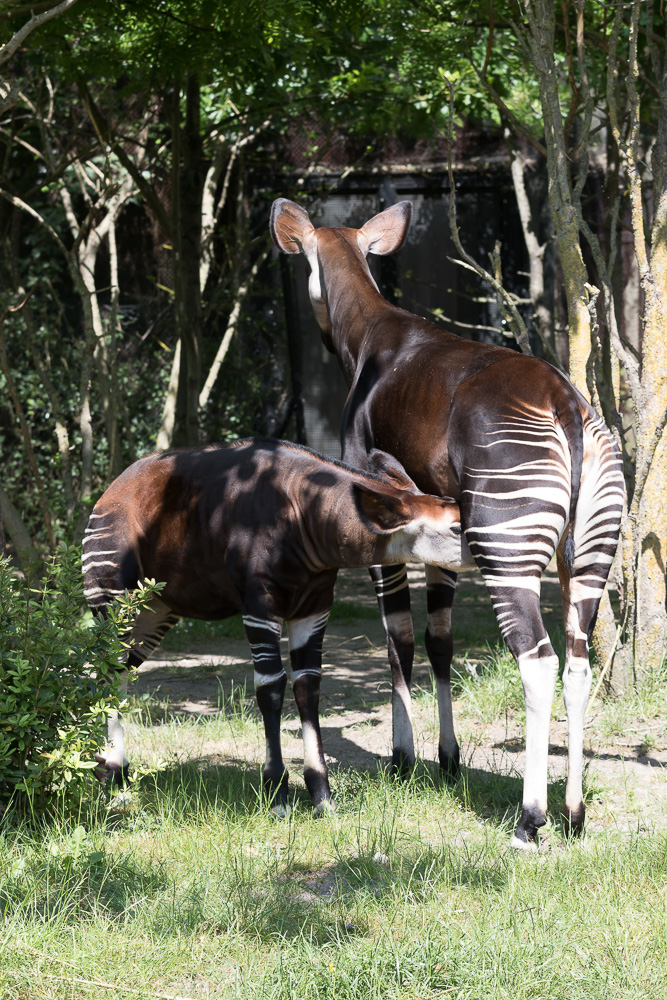 Okapi's fotograferen in Blijdorp