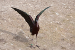 weidevogels - zwarte ibis