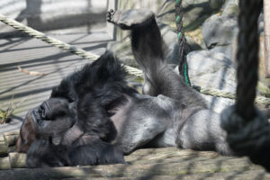 westelijke gorilla fotograferen blijdorp nasibu