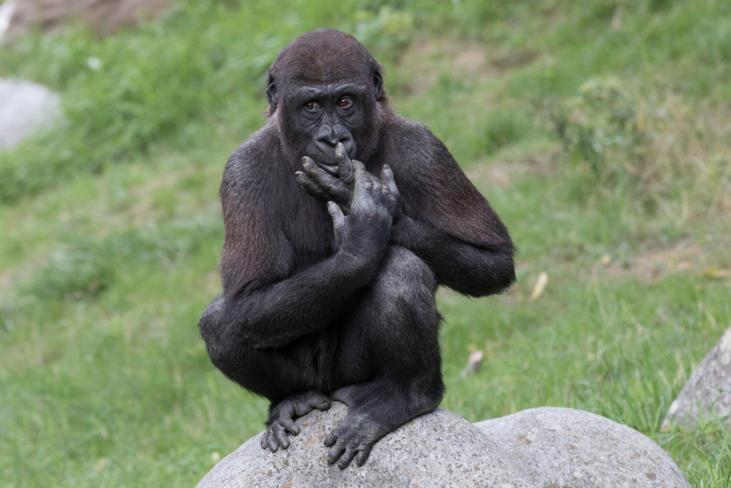 westelijke gorilla fotograferen blijdorp