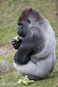 gorilla fotograferen blijdorp